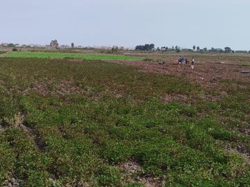 VENTA DE TERRENOS AGRÍCOLAS DE 1.2 HA (5 TERRENOS)