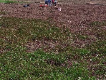 VENTA DE TERRENOS AGRÍCOLAS DE 1.2 HA (5 TERRENOS)