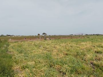 VENTA DE TERRENOS AGRÍCOLAS DE 1.2 HA (5 TERRENOS)