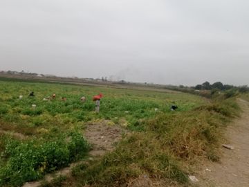 VENTA DE TERRENOS AGRÍCOLAS DE 1.2 HA (5 TERRENOS)