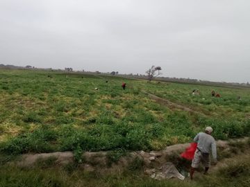 VENTA DE TERRENOS AGRÍCOLAS DE 1.2 HA (5 TERRENOS)