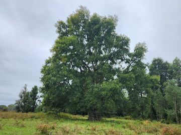 Hermosas Parcelas cercanas a Los Lagos