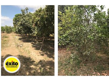GRAN VENTA DE TERRENO EN CIENEGUILLO