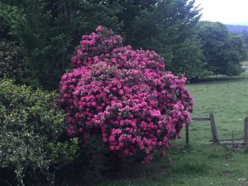 Campo  200 Hectareas ,  Panguipulli