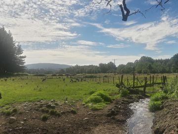 Campo  200 Hectareas ,  Panguipulli