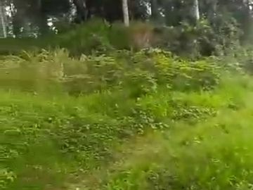 Subang land can be used for resorts or residential buildings.