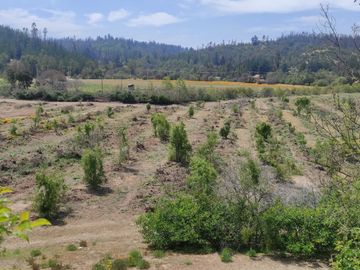 Venta en Melosilla de hermosa Parcela De 2 Hectáreas En Casablanca