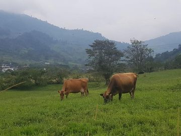 El Chaco, Oportunidad Venta Finca 97 Hect, Negociable