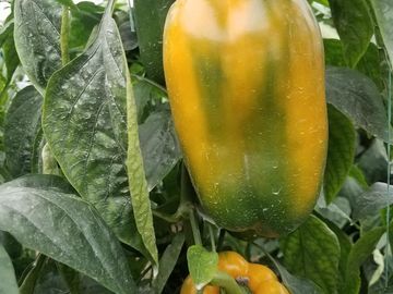 El Chaco, Oportunidad Venta Finca 97 Hect, Negociable