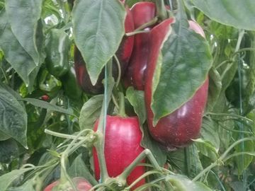 El Chaco, Oportunidad Venta Finca 97 Hect, Negociable