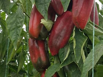 El Chaco, Oportunidad Venta Finca 97 Hect, Negociable