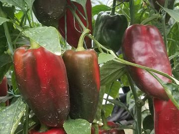 El Chaco, Oportunidad Venta Finca 97 Hect, Negociable