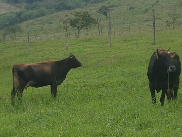El Chaco, Oportunidad Venta Finca 97 Hect, Negociable