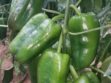 El Chaco, Oportunidad Venta Finca 97 Hect, Negociable