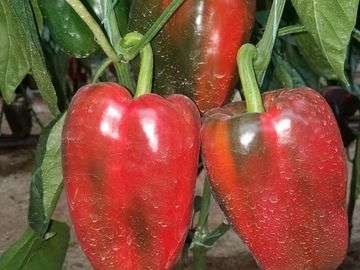El Chaco, Oportunidad Venta Finca 97 Hect, Negociable