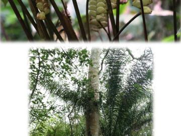reserva natural de venta en manta bosque Pacoche