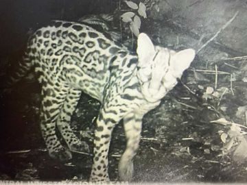 reserva natural de venta en manta bosque Pacoche
