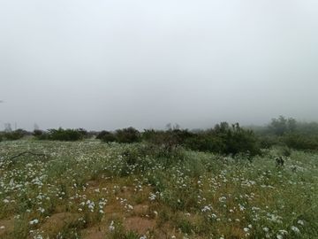 Venta Terreno 5.590 M2 En La Reserva Oasis De La Campana
