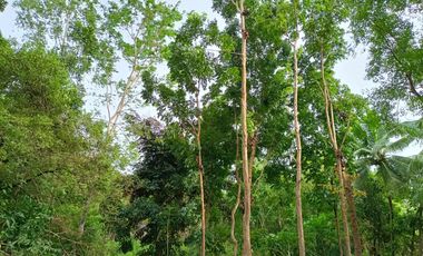 RONDA LOT ALONG THE HI WAY WITH AN AREA OF 2,157 SQM.