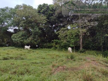 VENDEMOS FINCA DE 23 HECTAREAS TOTALMENTE PLANAS SOBRE LA VÍA PANAMERICANA MELGAR - GIRARDOT.