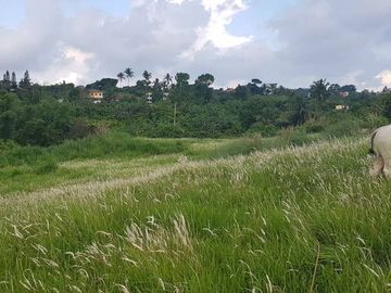 6,204 sqm  Lot for Sale in Barangay Tolentino, Tagaytay City