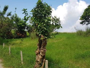 6,204 sqm  Lot for Sale in Barangay Tolentino, Tagaytay City