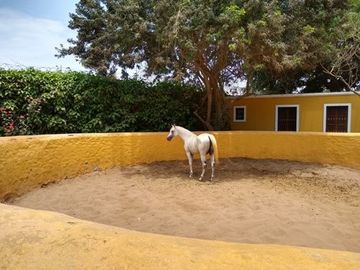 VENDO CASA DE CAMPO EN Calle Cuatro Bocas - PACHACAMAC