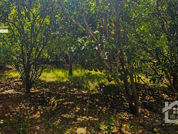 Venta de Propiedad con Casa Antigua y Amplios Jardines – Mineral del Chico, Hidalgo