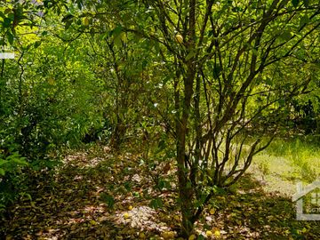 Venta de Propiedad con Casa Antigua y Amplios Jardines – Mineral del Chico, Hidalgo