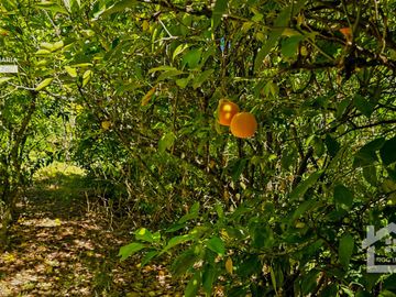 Venta de Propiedad con Casa Antigua y Amplios Jardines – Mineral del Chico, Hidalgo