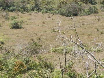 Venta Finca Agrícola y Ganadera Concepción Antioquia