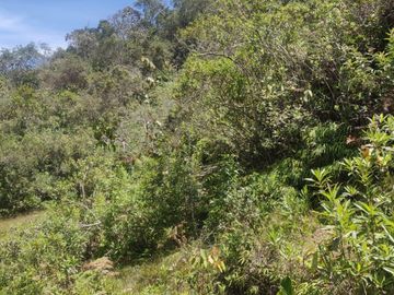 Venta Finca Agrícola y Ganadera Concepción Antioquia