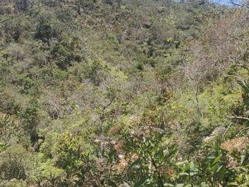 Venta Finca Agrícola y Ganadera Concepción Antioquia