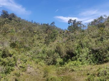 Venta Finca Agrícola y Ganadera Concepción Antioquia