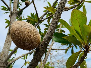 RANCHO CON GRAN VARIEDAD DE ARBOLES FRUTALES EN YOBAIN, YUC.