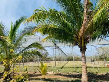 RANCHO CON GRAN VARIEDAD DE ARBOLES FRUTALES EN YOBAIN, YUC.
