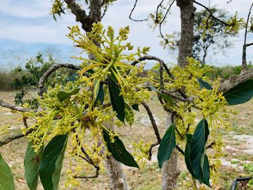 RANCHO CON GRAN VARIEDAD DE ARBOLES FRUTALES EN YOBAIN, YUC.