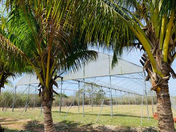 RANCHO CON GRAN VARIEDAD DE ARBOLES FRUTALES EN YOBAIN, YUC.