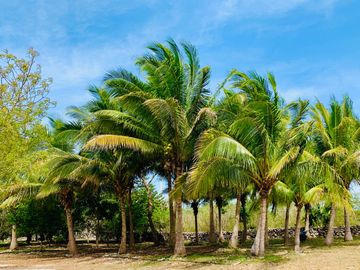 RANCHO CON GRAN VARIEDAD DE ARBOLES FRUTALES EN YOBAIN, YUC.