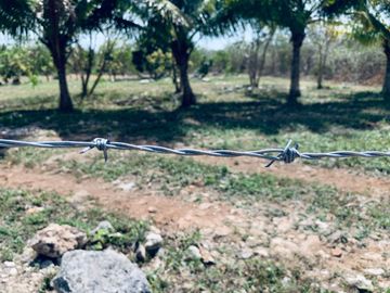 RANCHO CON GRAN VARIEDAD DE ARBOLES FRUTALES EN YOBAIN, YUC.
