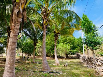 RANCHO CON GRAN VARIEDAD DE ARBOLES FRUTALES EN YOBAIN, YUC.