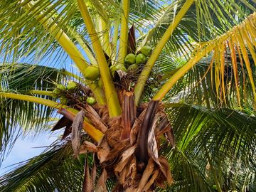 RANCHO CON GRAN VARIEDAD DE ARBOLES FRUTALES EN YOBAIN, YUC.