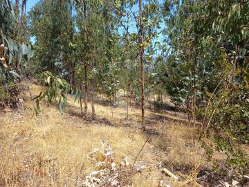 Valle Alegre, parcela 20.000 mts, cercada, con construcciones y pozo