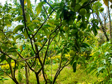 Casa de venta en Paute, Sector Uzhupud