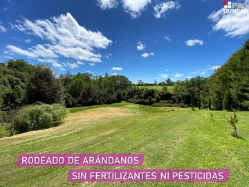 Parcelas en venta en Río Negro dentro de un Campo de Arándanos
