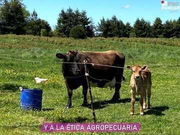 Parcelas en venta en Río Negro dentro de un Campo de Arándanos