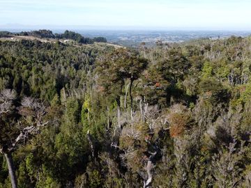 Campo en venta en Estación Río Frio de 40,6 Hectáreas, El Mañio
