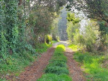 PARCELA, AVELLANOS DE TRAPEN, PUERTO MONTT