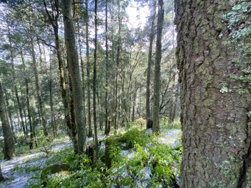 Preventa casa de campo: ¡Tu Refugio en el Corazón del Bosque!