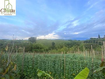 Finca en Venta – Filandia Quindío